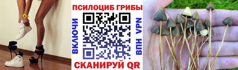 Купить где Карабаново Псилоцибиновые грибы MAGIC MUSHROOMS